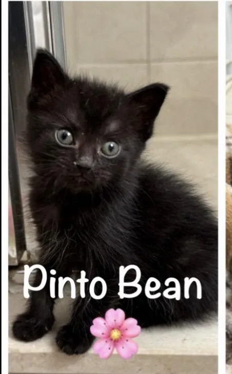A baby small-sized male Black Domestic Short Hair cat named Pinto Bean for adoption in Rochester Hills, MI