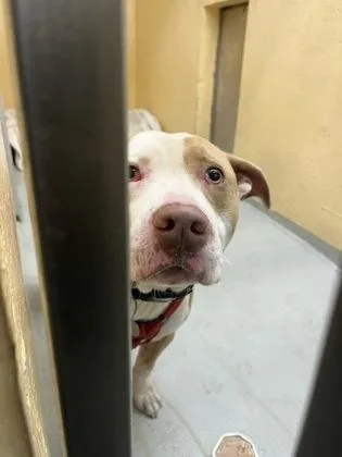An adult medium-sized male Pit Bull Terrier dog named Bentley for adoption in Seattle, WA