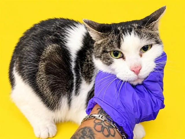 A senior small-sized male Domestic Short Hair cat named Jona for adoption in Miami, FL