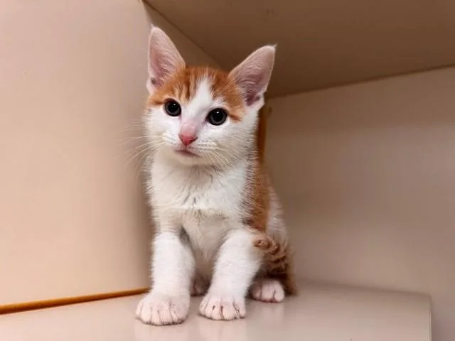 A baby small-sized male Domestic Short Hair cat named Atlas for adoption in Fairfield, CA