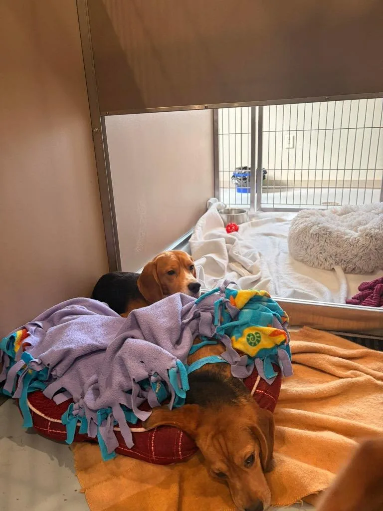 A young medium-sized male Beagle dog named B Markie for adoption in Ashland, WI