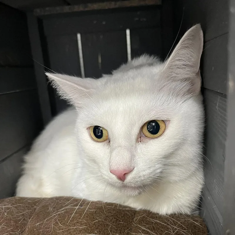 An adult medium-sized female White Domestic Short Hair cat named Sky for adoption in Hamburg, NY