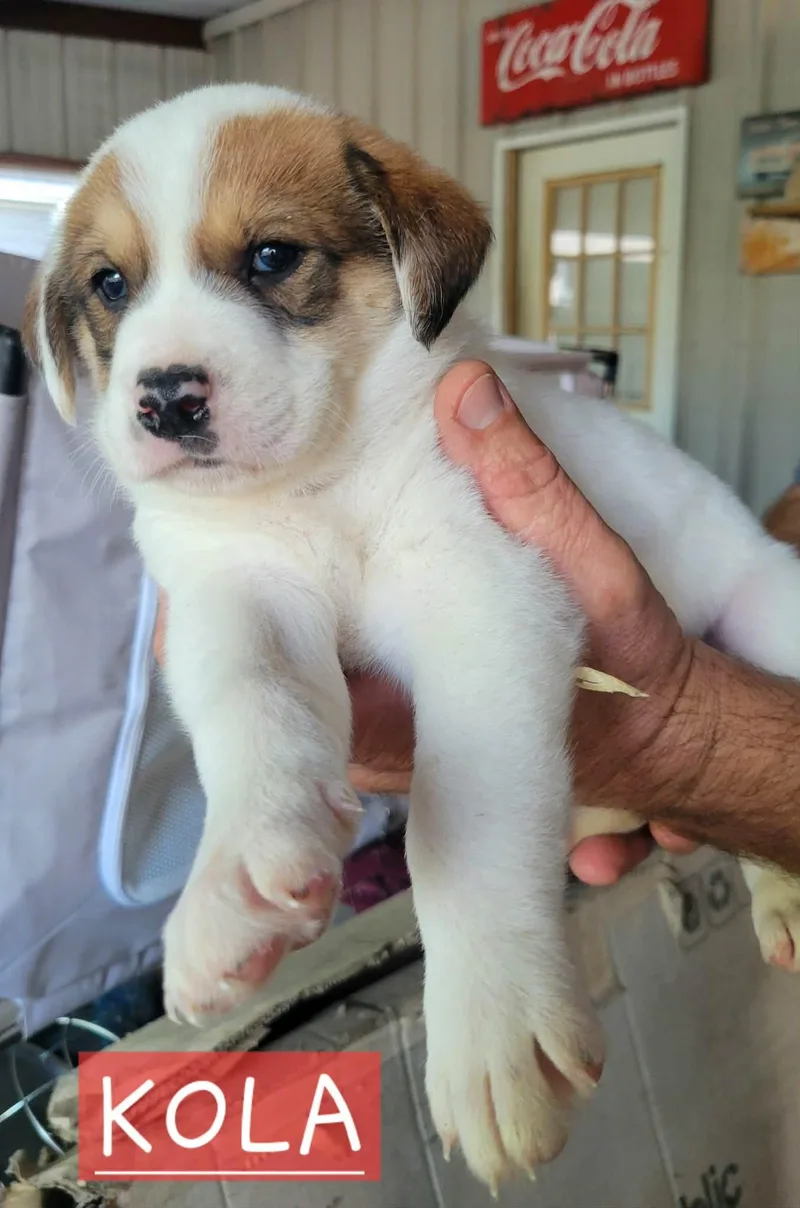 Puppies! Coming Soon! thumbnail 2