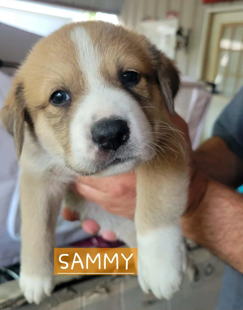 Puppies! Coming Soon! thumbnail 3