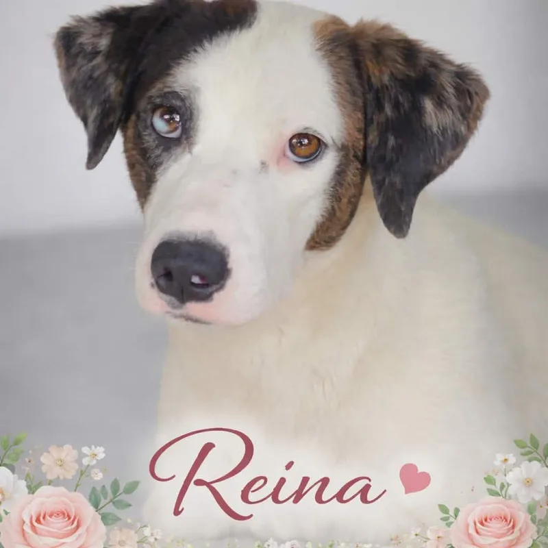 A baby medium-sized male Mixed Breed dog named Puppies! Coming Soon! for adoption in Ladonia, TX