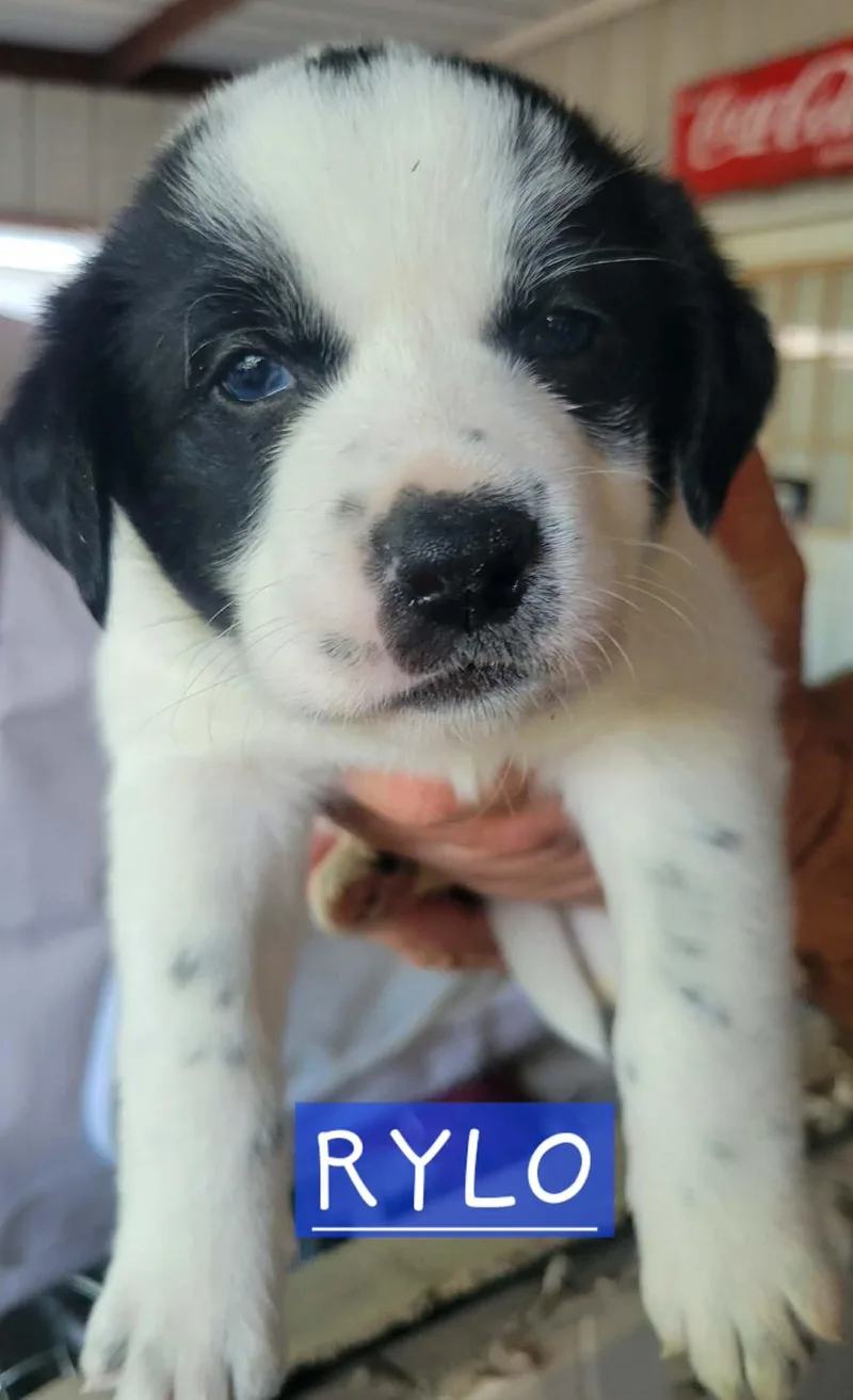 Puppies! Coming Soon! thumbnail 4