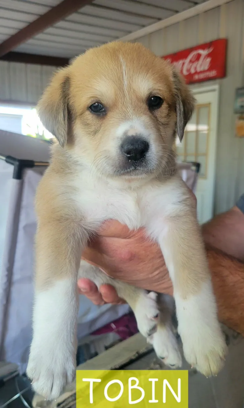 Puppies! Coming Soon! thumbnail 5