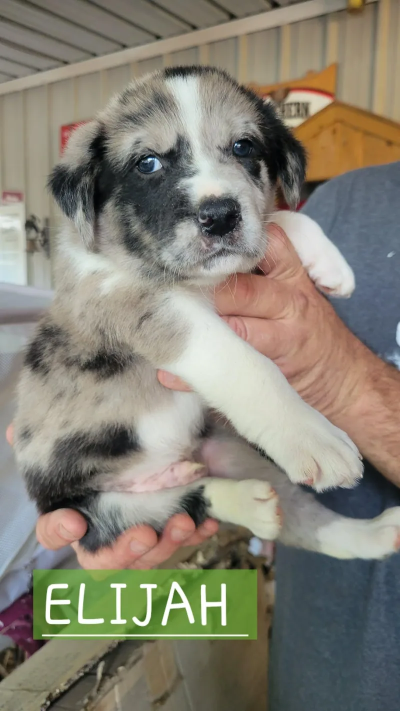 Puppies! Coming Soon! thumbnail 6