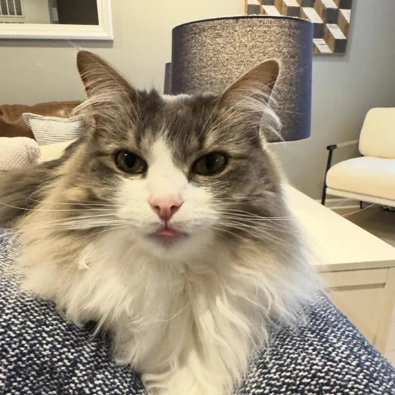 An adult small-sized male Gray / Blue / Silver Domestic Long Hair cat named Fitzgerald for adoption in Frederick, MD