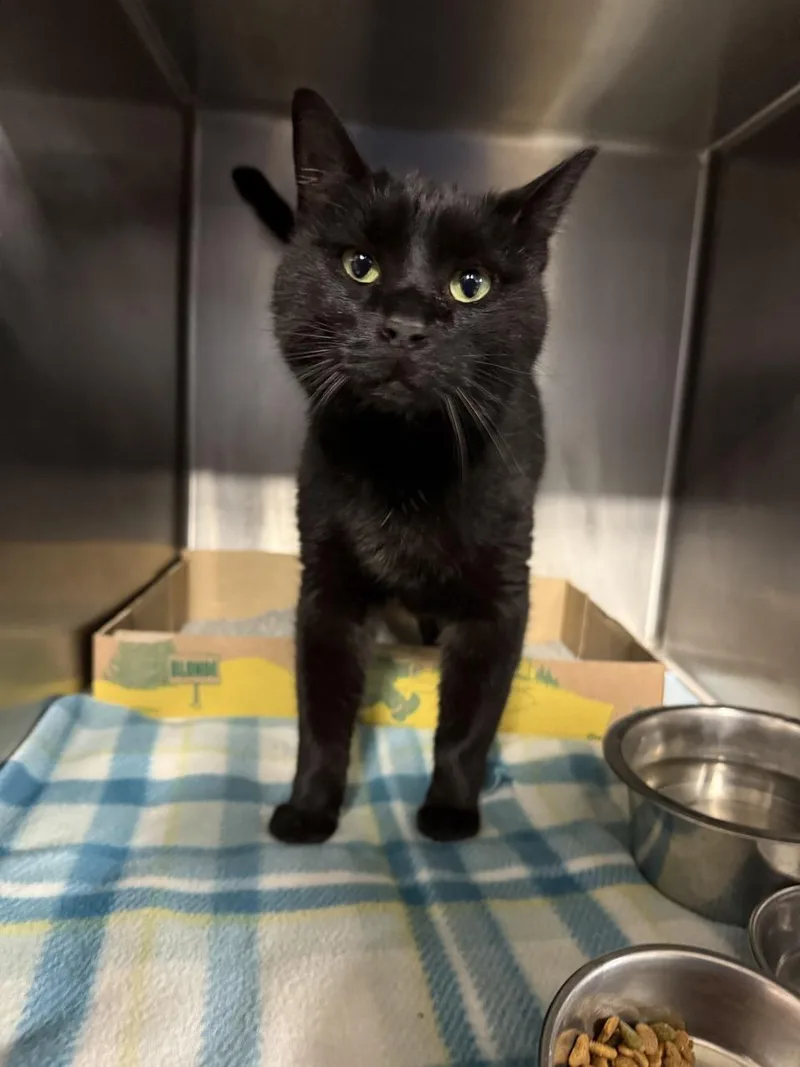 An adult medium-sized female Black Domestic Short Hair cat named Gumball for adoption in Lafayette, IN
