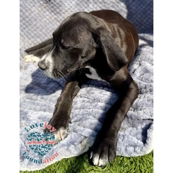 A baby large-sized female Black German Shorthaired Pointer dog named Saint Joseph Littersophia Coh for adoption in Inglewood, CA