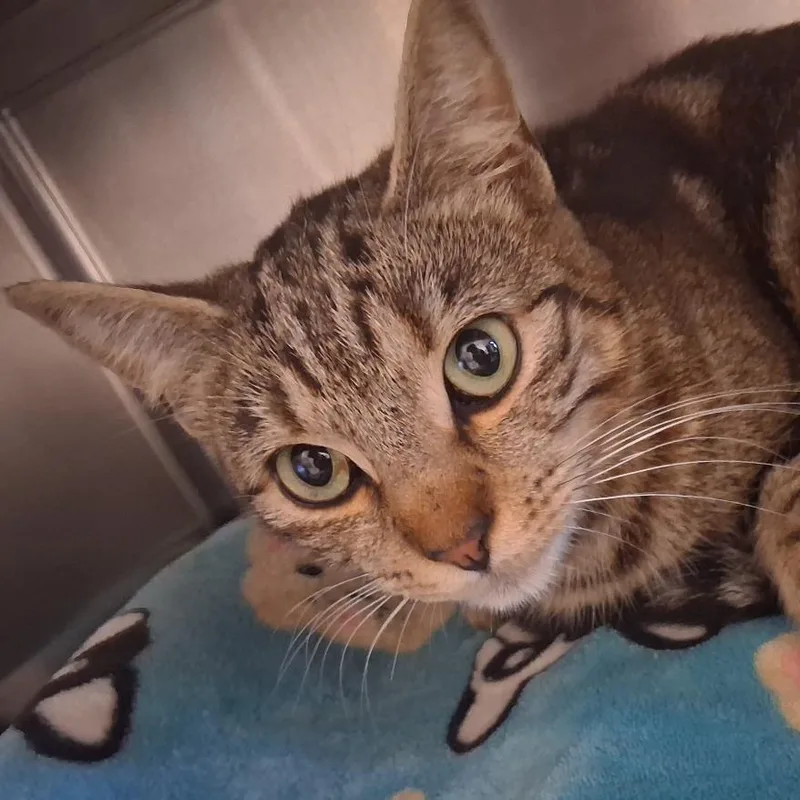 An adult medium-sized female Domestic Short Hair cat named Jewel for adoption in Fort Bragg, CA