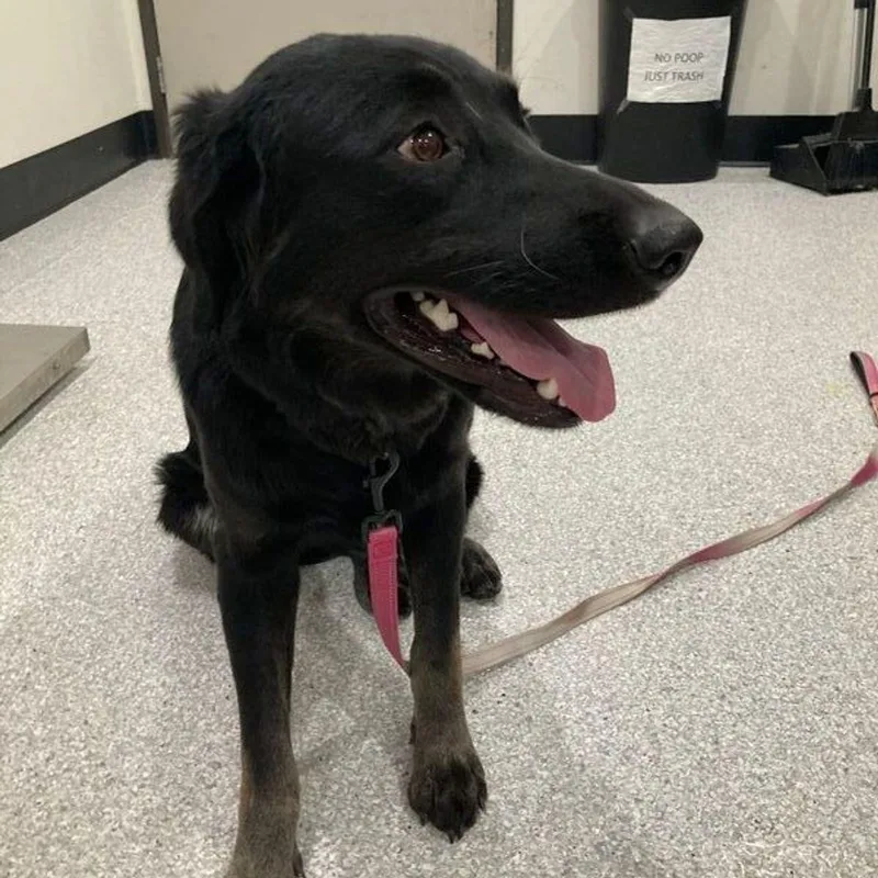 An adult medium-sized female Brown / Chocolate Labrador Retriever dog named Harley for adoption in Lake Havasu City, AZ