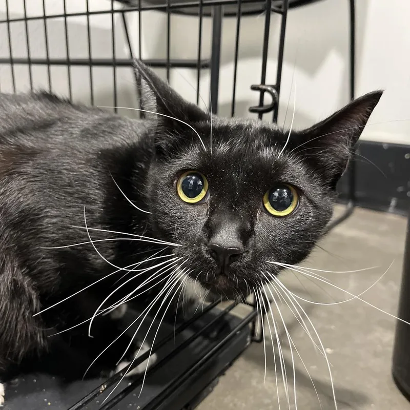 Binx