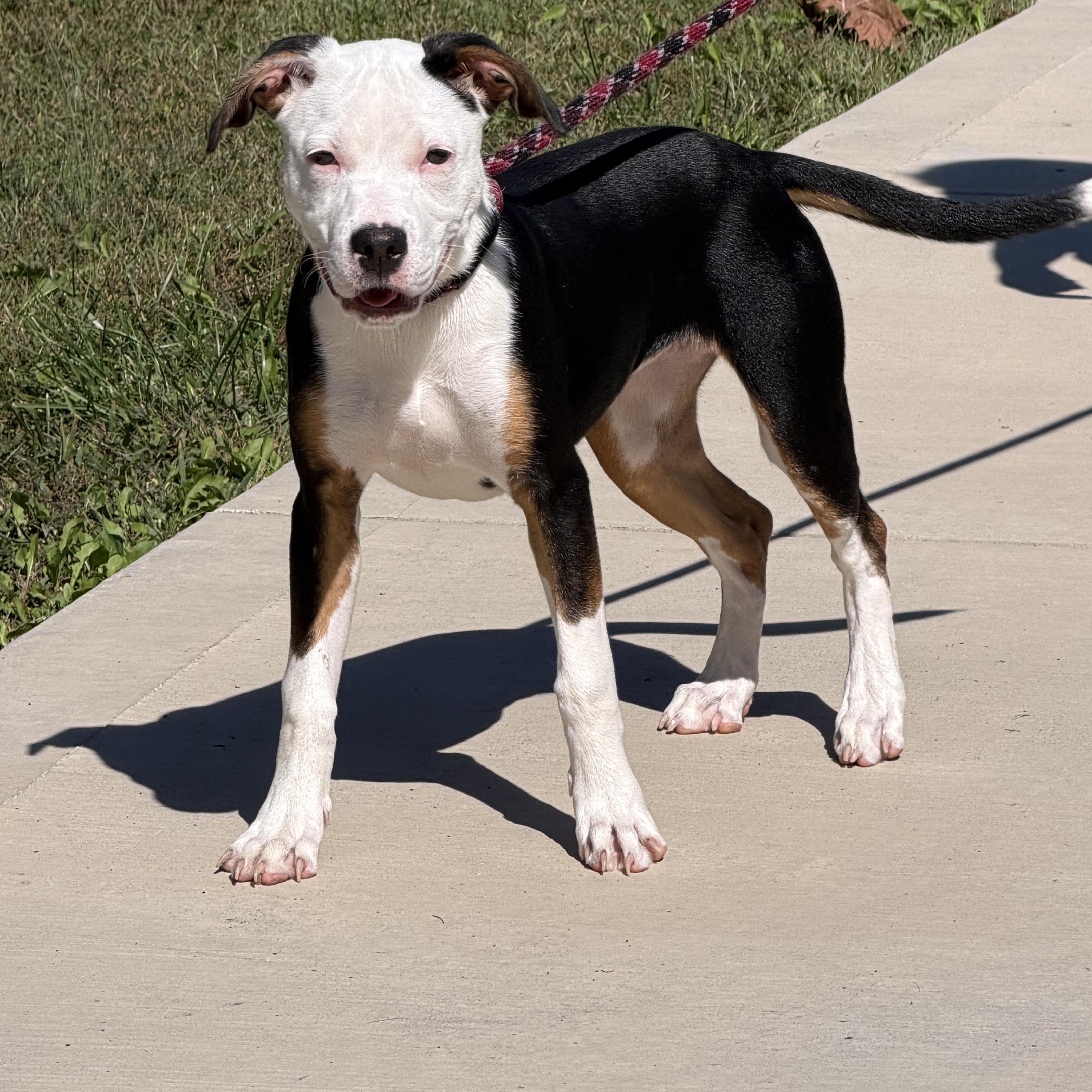 A young medium-sized female American Staffordshire Terrier dog named Poppy for adoption in Maynardville, TN
