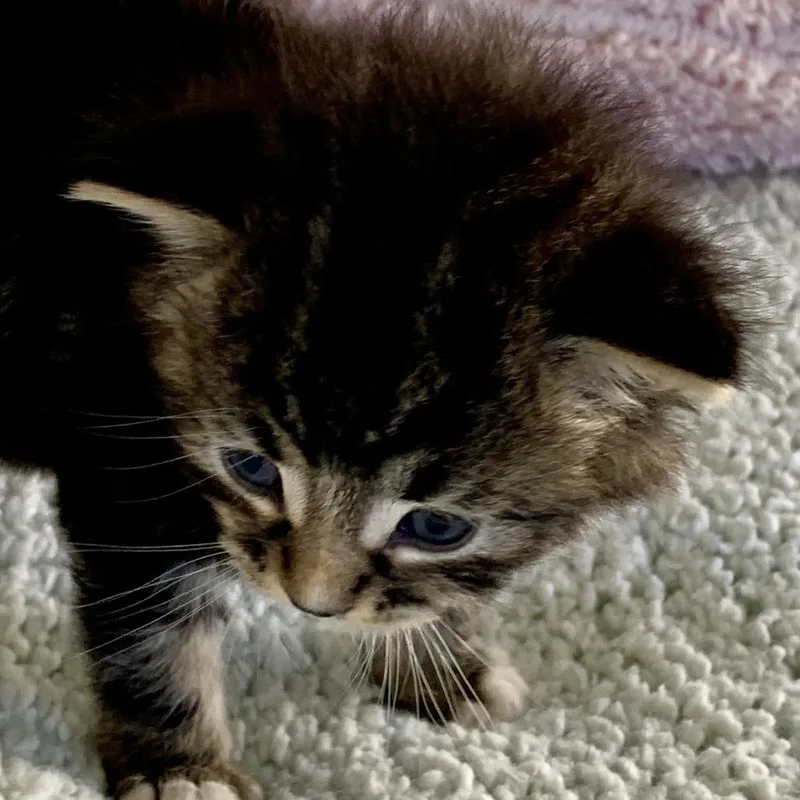 A baby small-sized female Brown / Chocolate Domestic Medium Hair cat named Audrey for adoption in Long Beach, CA