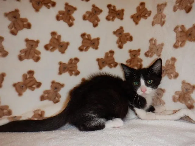 A baby small-sized male Domestic Short Hair cat named Felix for adoption in San Jose, CA