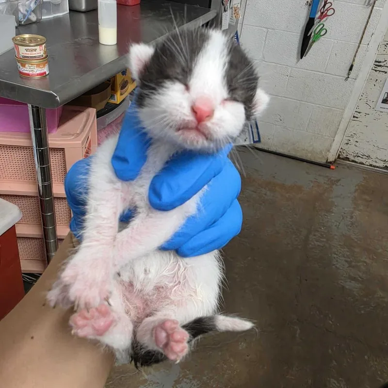 A baby small-sized female Gray / Blue / Silver Domestic Short Hair cat named Lemonada L for adoption in Edinburg, TX