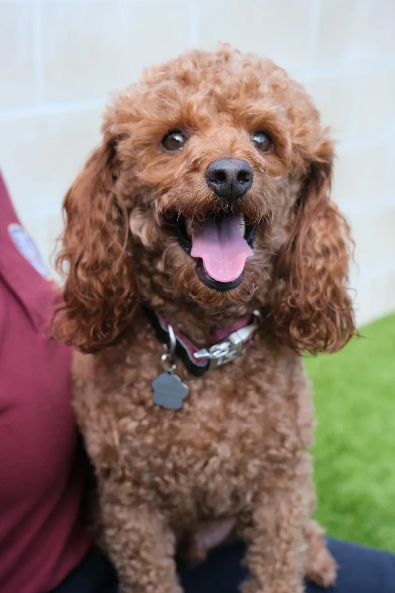 An adult small-sized male Brown / Chocolate Miniature Poodle dog named Winston for adoption in Newport Beach, CA