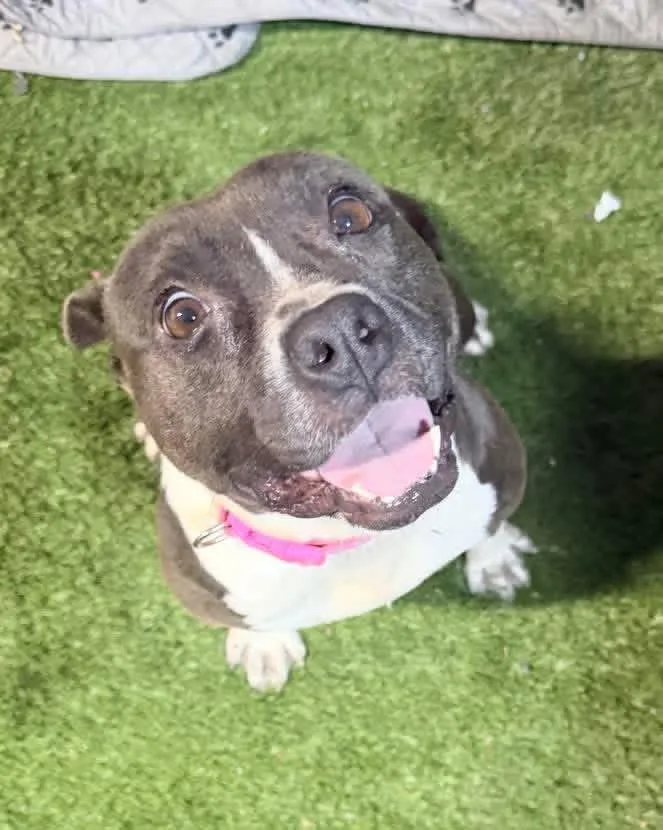 A young medium-sized female Bulldog dog named Lexi for adoption in Lutz, FL