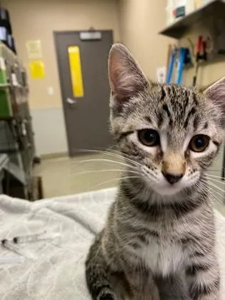 A young medium-sized female Domestic Short Hair cat named Sonya for adoption in Kansas City, MO