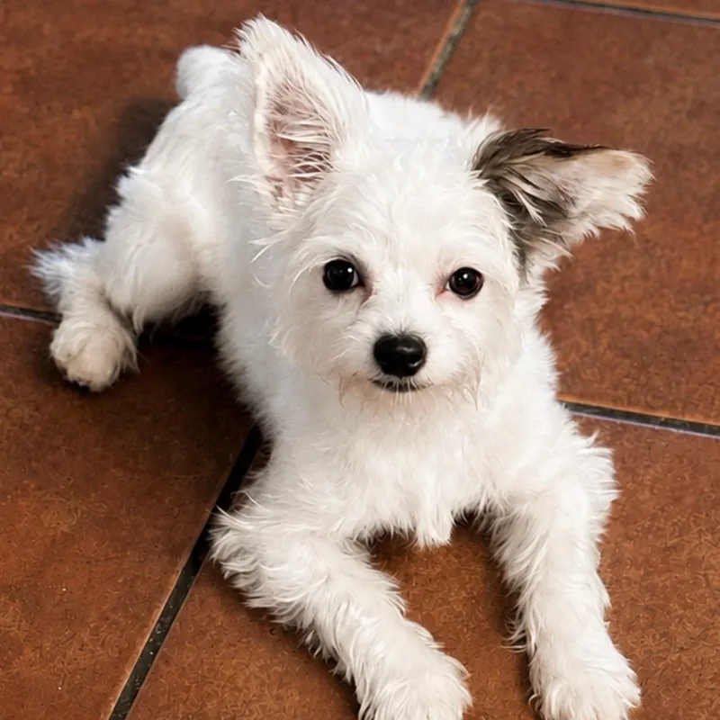 Archie