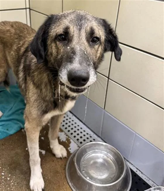 An adult extra large-sized male Anatolian Shepherd dog named Marty for adoption in Houston, TX