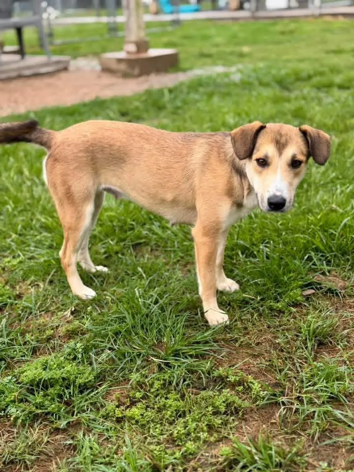 A young medium-sized female Brown / Chocolate Mixed Breed dog named Curly for adoption in richmond, ME