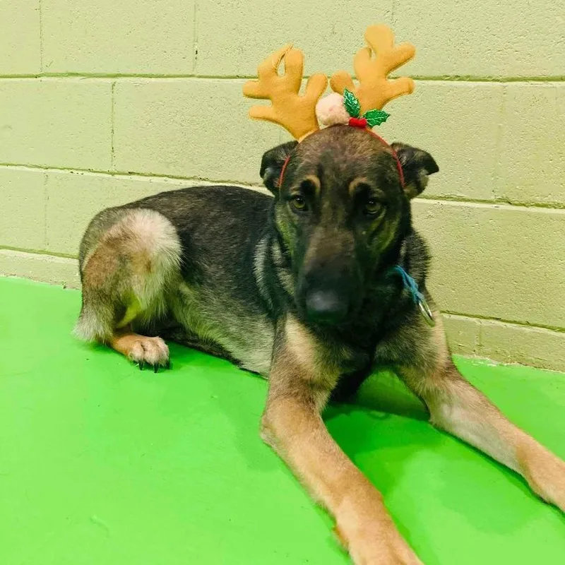 An adult large-sized female German Shepherd Dog dog named Adira for adoption in Concord, CA