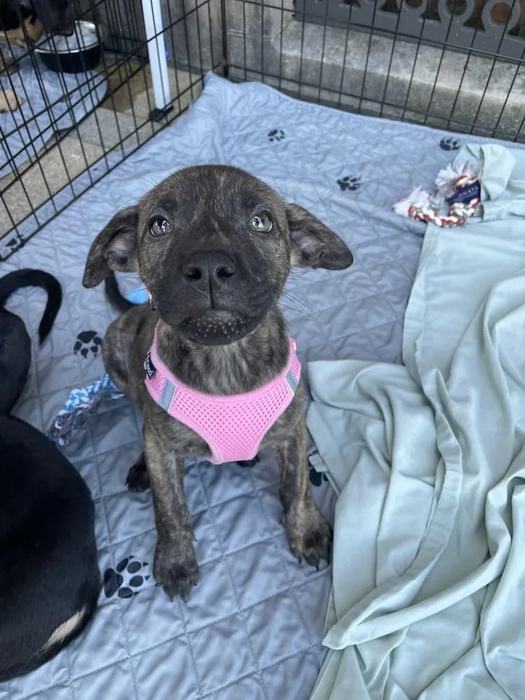 A baby medium-sized female German Shepherd Dog dog named Eevee for adoption in Newnan, GA
