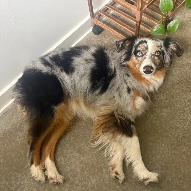 An adult small-sized female Gray / Blue / Silver Australian Shepherd dog named Mabel for adoption in Shawnee, KS