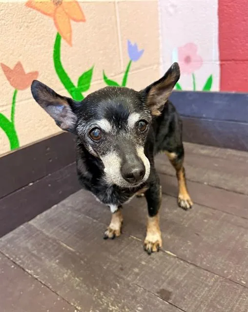 A senior small-sized female Miniature Pinscher dog named Mimi for adoption in Castaic, CA
