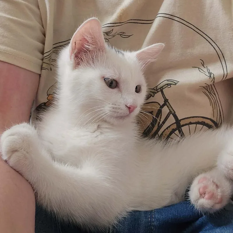 A baby small-sized male White Domestic Short Hair cat named Snowball Murphy for adoption in Eagle Mountain, UT