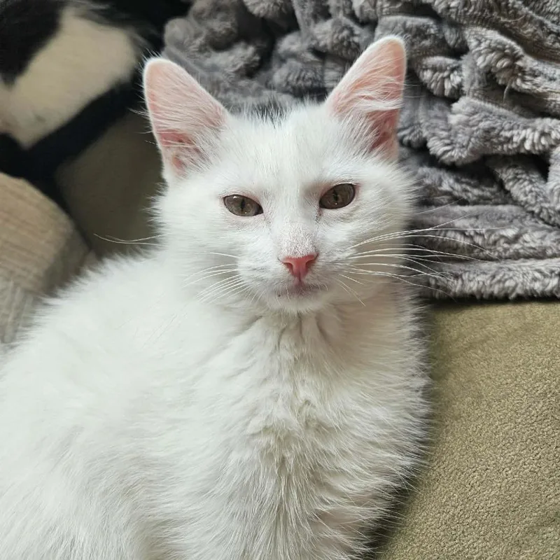 Snowball Murphy thumbnail 2