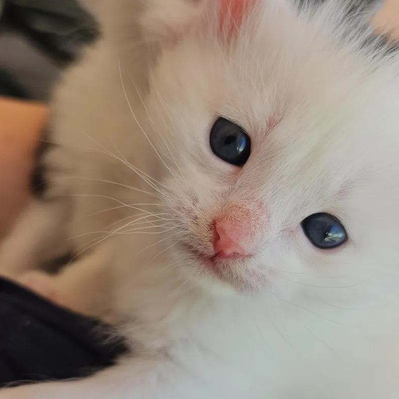 Snowball Murphy thumbnail 3