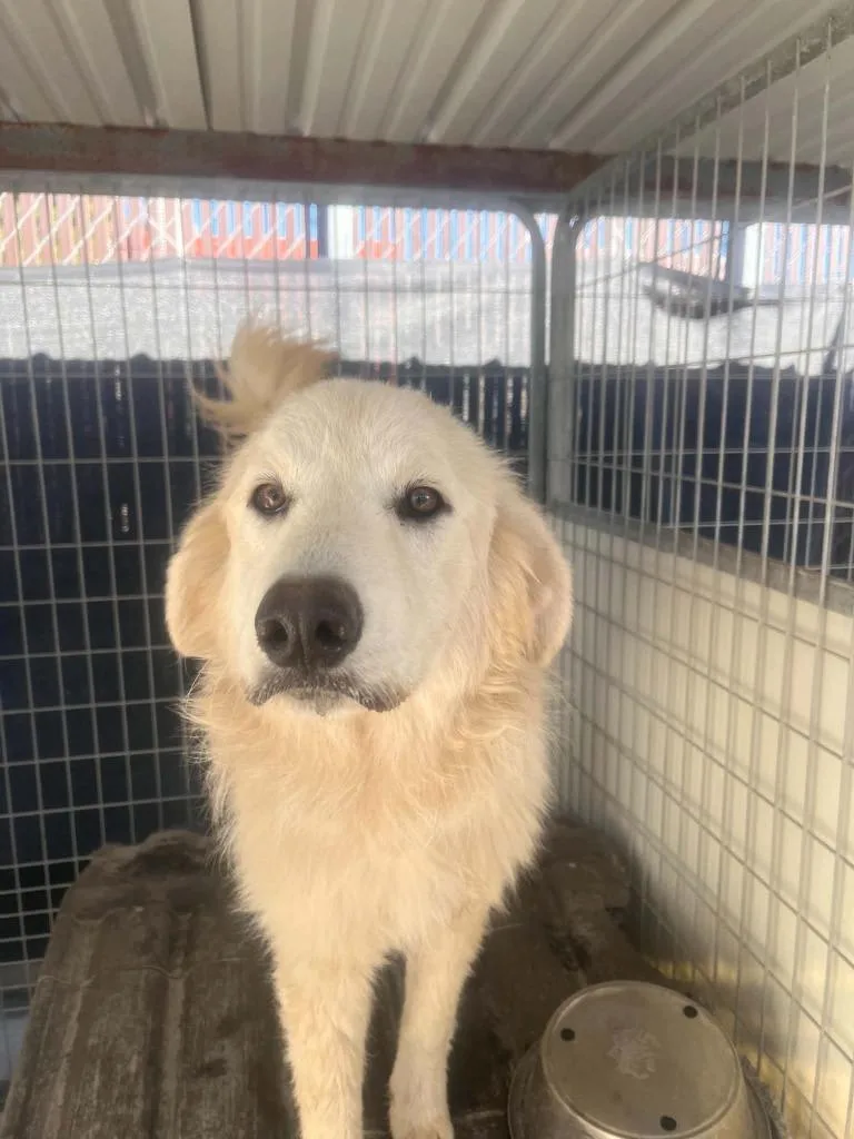 A young large-sized male Great Pyrenees dog named Quasimoto for adoption in Newman, CA