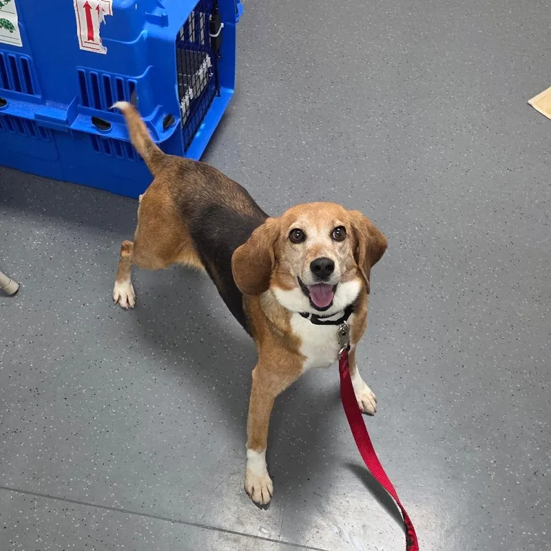 A senior medium-sized female Black Beagle dog named Taquito for adoption in Albuquerque, NM