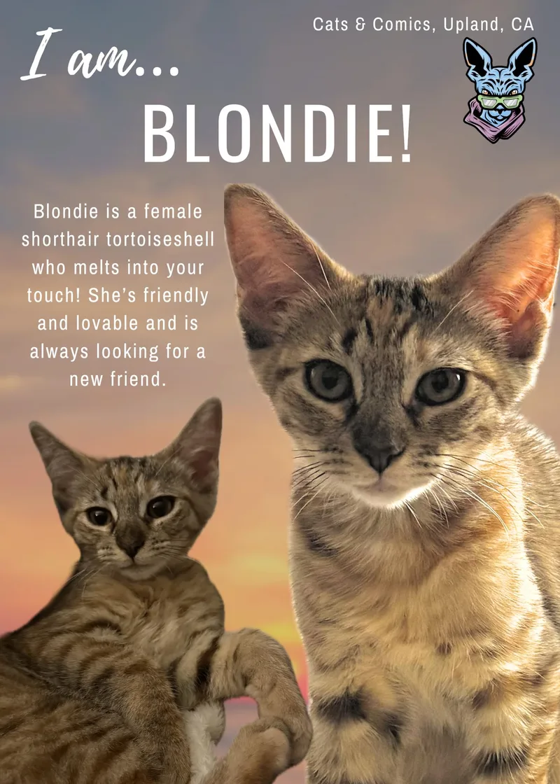 A baby small-sized female Domestic Short Hair cat named Blondie for adoption in chino, CA
