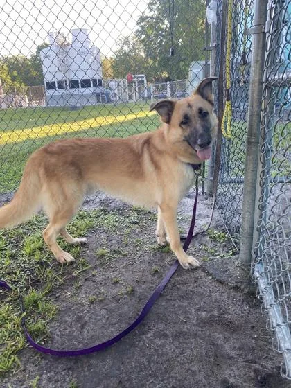 An adult large-sized male German Shepherd Dog dog named Hans for adoption in Vero Beach, FL