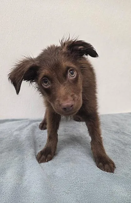 A young large-sized female Shepherd dog named Clownfish for adoption in Phoenix, AZ