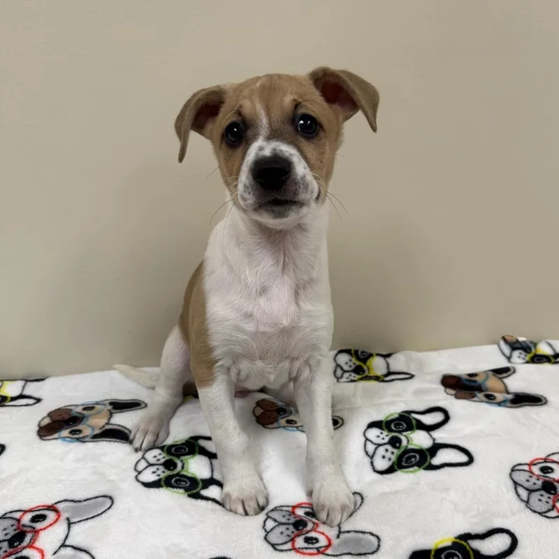 A young medium-sized female Black Mixed Breed dog named Patty for adoption in Greensburg, PA