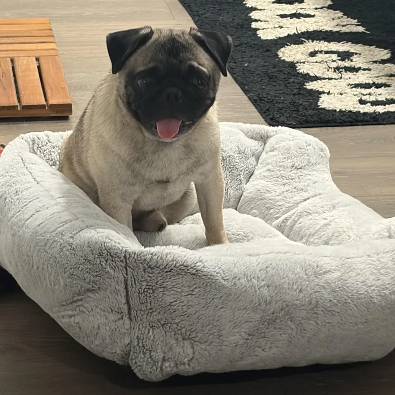A young small-sized male Yellow / Tan / Blond / Fawn Pug dog named Jimothy Jr for adoption in Murrieta, CA