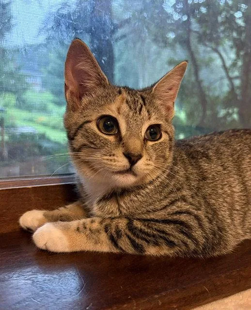 A baby medium-sized female Domestic Short Hair cat named Jalepeno for adoption in Lancaster, PA