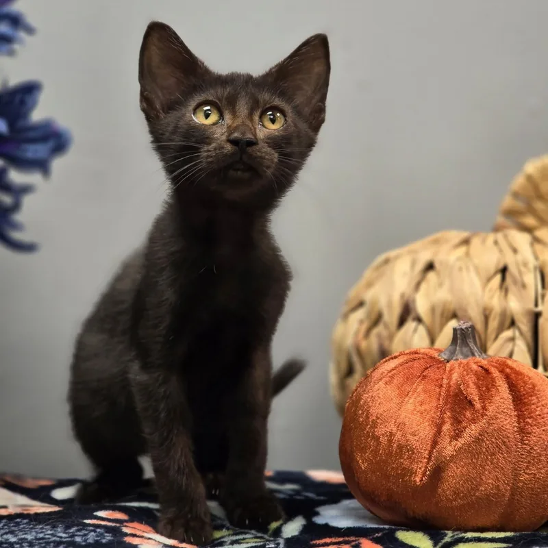A young medium-sized female Domestic Short Hair cat named Tink for adoption in Effingham, IL