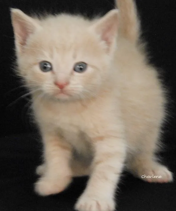 A baby medium-sized male Tabby (Buff / Tan / Fawn) Domestic Short Hair cat named Gumball for adoption in Newland, NC