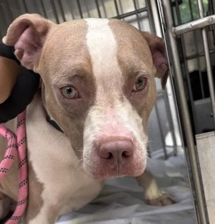 An adult medium-sized female Mixed Breed dog named Crackers for adoption in West Chester, PA