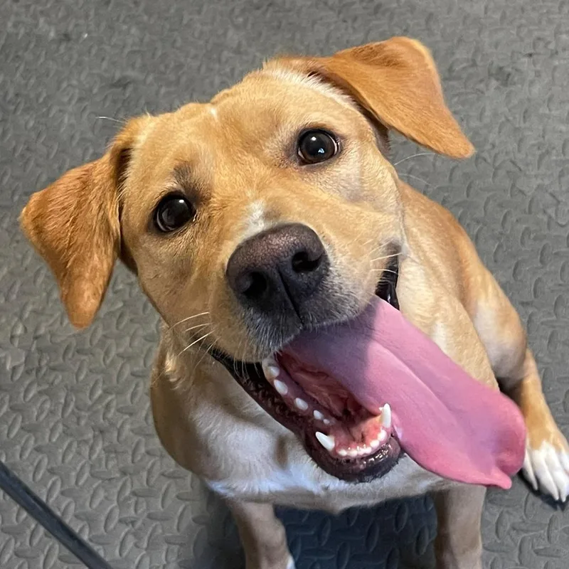 An adult large-sized female Golden Labrador Retriever dog named Whiskey for adoption in Springfield, VA