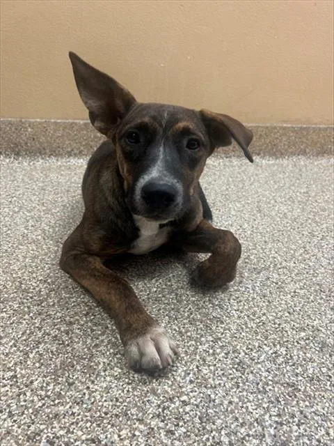 A young small-sized male German Shepherd Dog dog named Astro for adoption in Blythe, CA