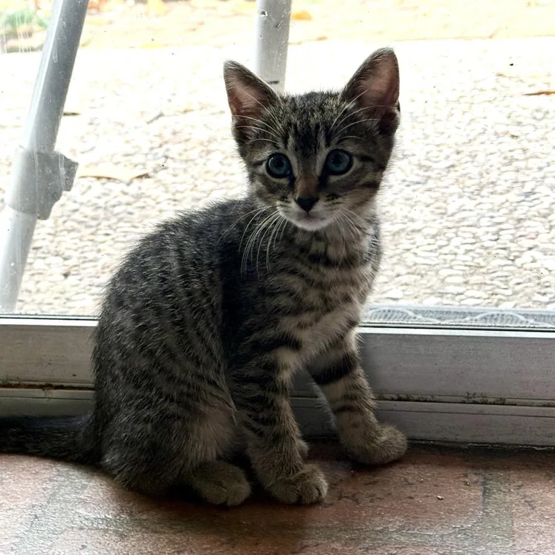 Wally
