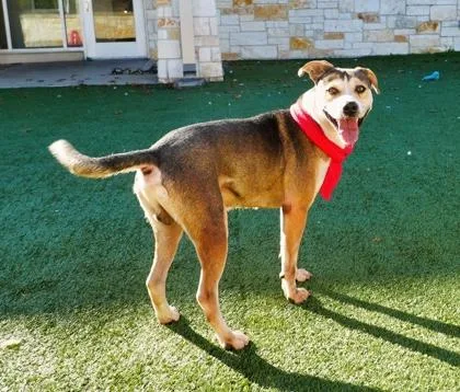 Tannenbaum thumbnail 2